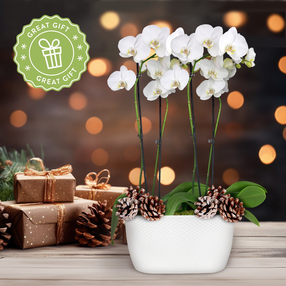 Rustic Christmas Collection White Orchid Planter Rustic With Three Snow-covered Pinecones Picks