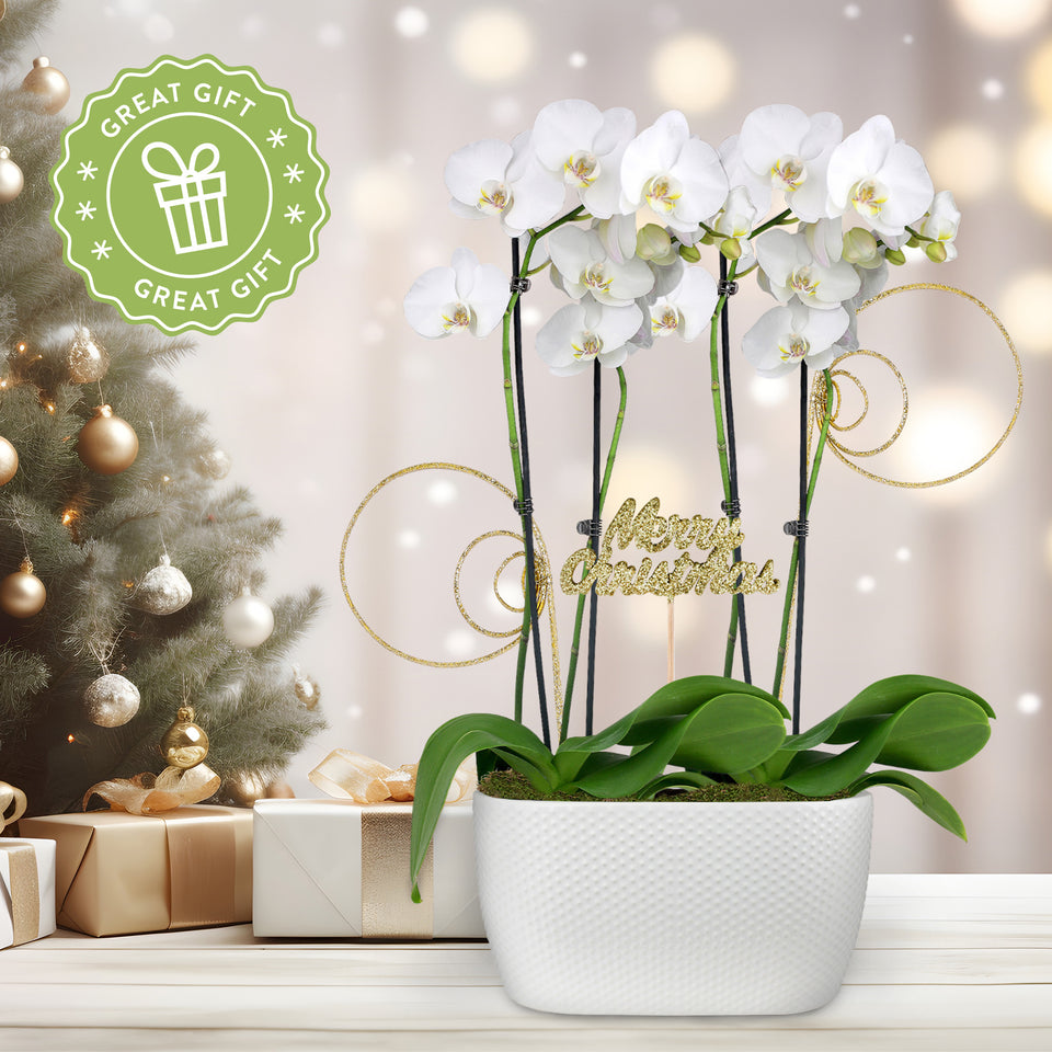 Gold Christmas Collection White Orchid Planter With Glitter Twirls and Keepsake Merry Christmas Pick