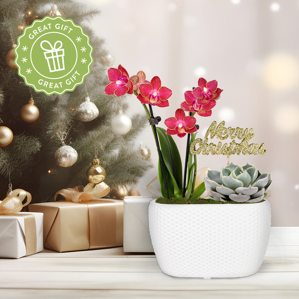 Gold Christmas Collection  Mini Red-Salmon Orchid and Mini Echeveria Succulent Garden With Keepsake Merry Christmas Pick Green Moss Finish