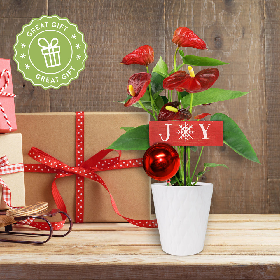 Classic Christmas Collection Red Anthurium in White Gloss Ceramic With Red Ornament Pick and Wooden Joy Keepsake Sign