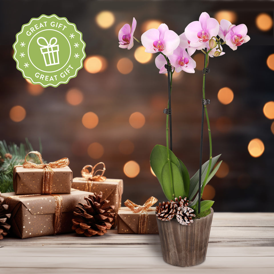 Rustic Christmas Collection Pink Orchid in Brown Rustic Wood With Three Snow-covered Pinecones Pick