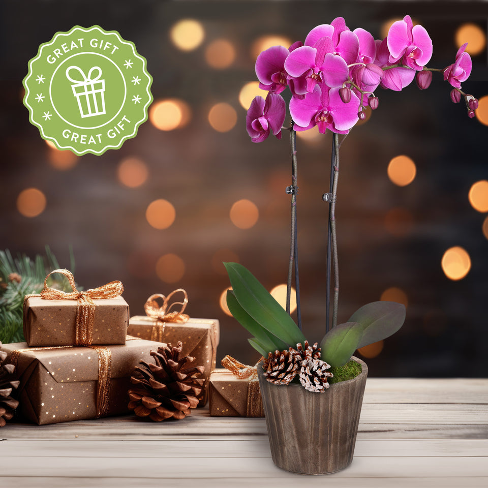 Rustic Christmas Collection Purple Orchid in Brown Rustic Wood With Three Snow-covered Pinecones Pick