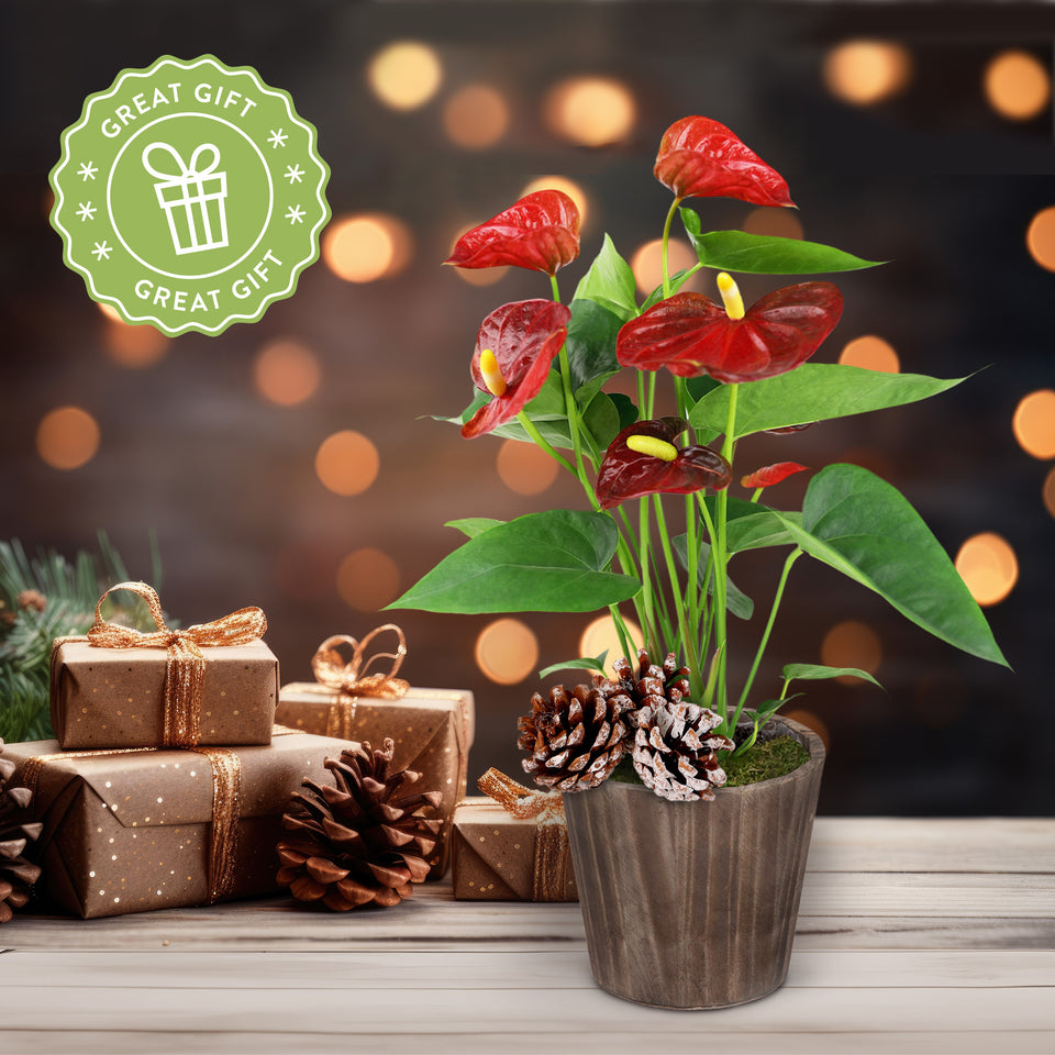 Rustic Christmas Collection Red Anthurium in Brown Rustic Wood With Three Snow-covered Pinecones Pick