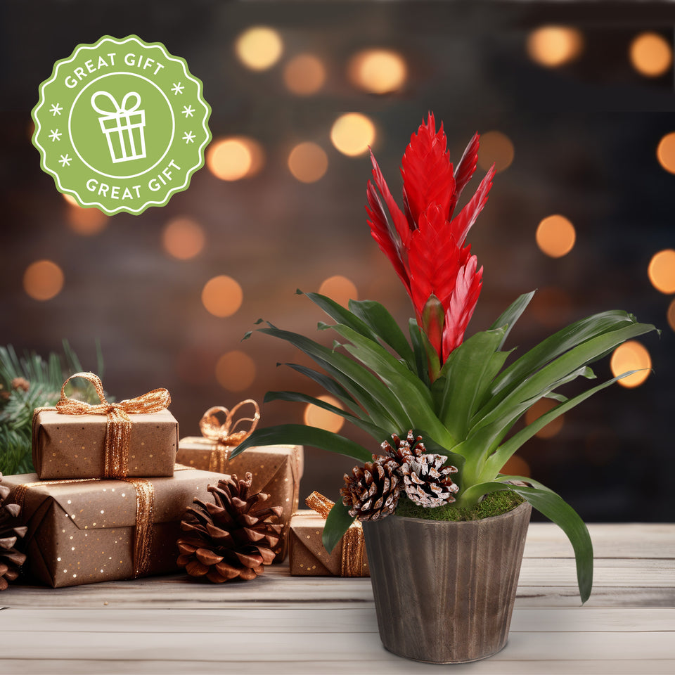 Rustic Christmas Collection Red Bromeliad in Brown Rustic Wood With Three Snow-covered Pinecones Pick