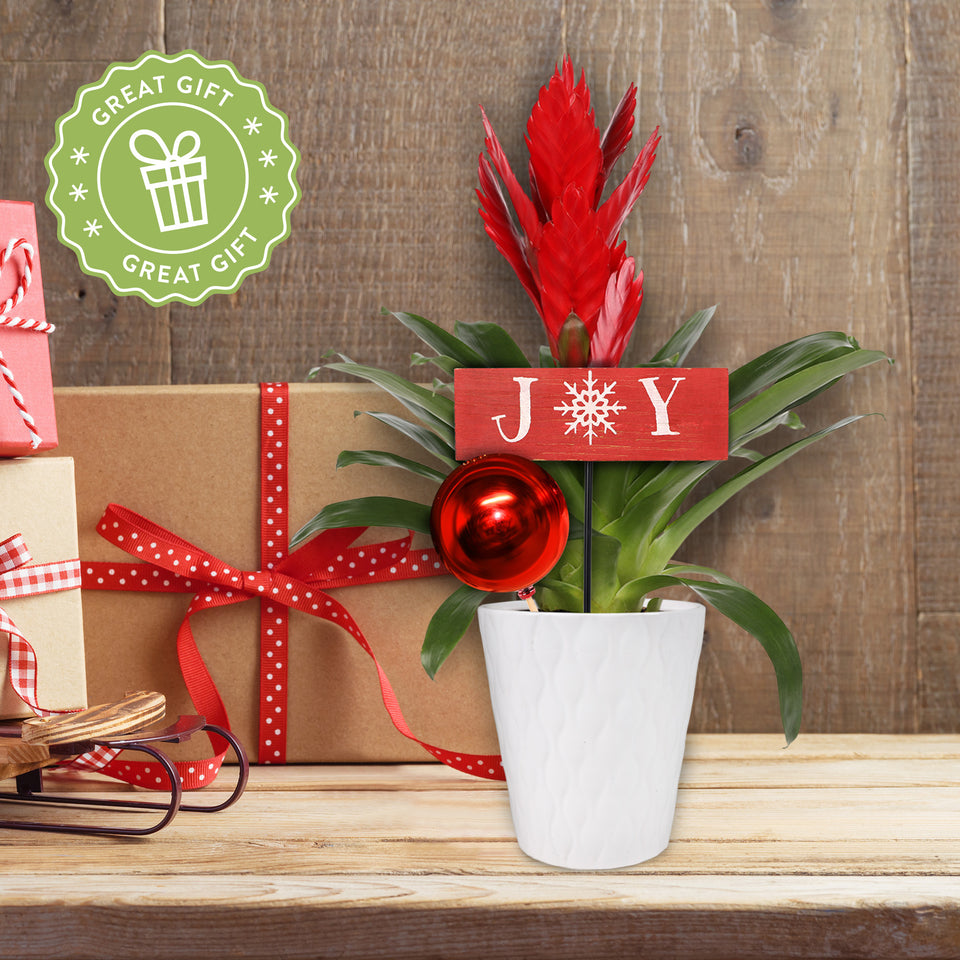 Classic Christmas Collection Red Bromeliad in White Gloss Ceramic With Red Ornament Pick and Wooden Joy Keepsake Sign