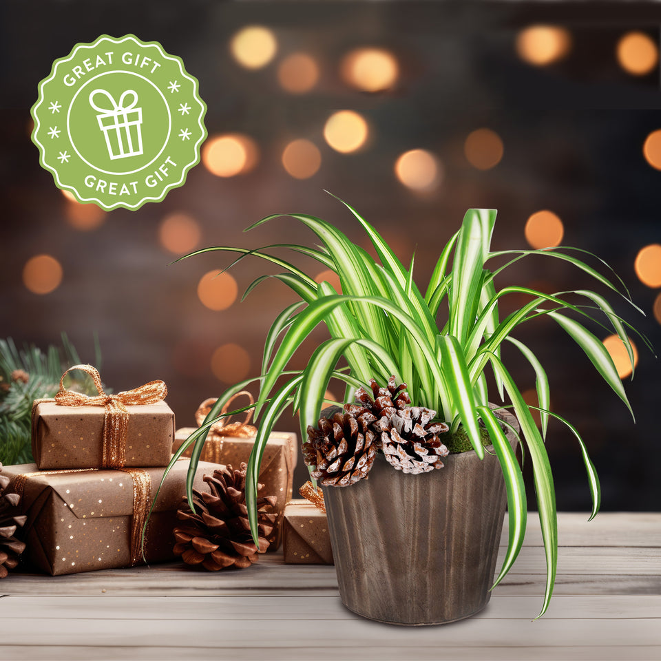 Rustic Christmas Collection Spider Plant in Brown Rustic Wood With Three Snow -covered Pinecones Pick