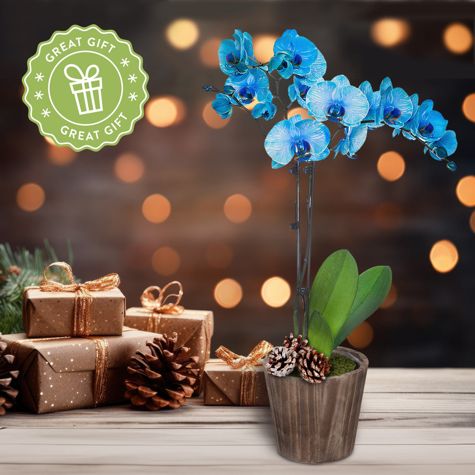 Rustic Christmas Collection Blue Watercolor Orchid in Brown Rustic Wood With Three Snow-covered Pinecones Pick