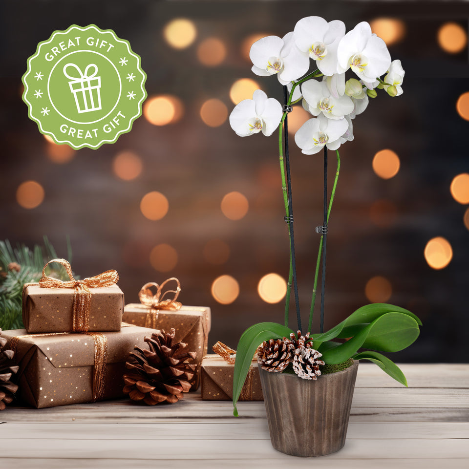 Rustic Christmas Collection White Orchid in Brown Rustic Wood With Three Snow-covered Pinecones Pick