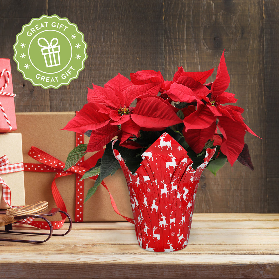 Classic Christmas Collection Red Poinsettia with Red Reindeer Pot Cover