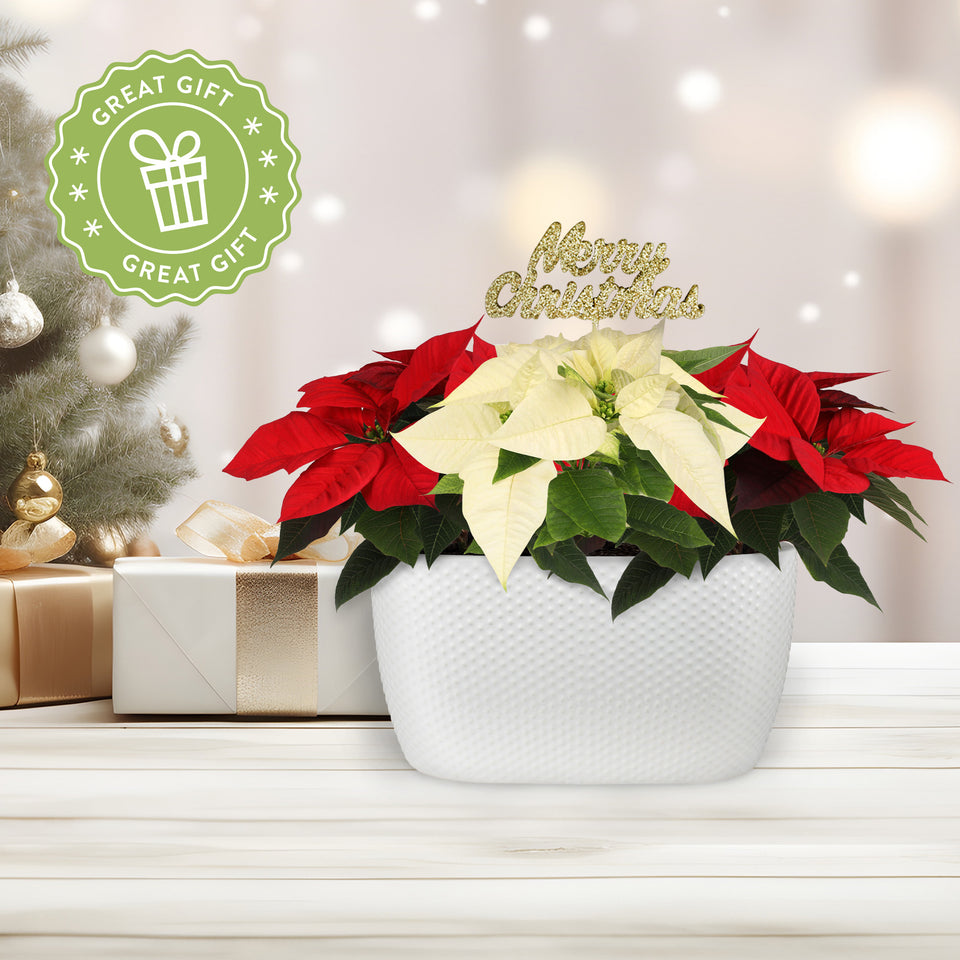 Gold Christmas Collection BiColor Red and White Poinsettia Planter With Keepsake Merry Christmas Pick