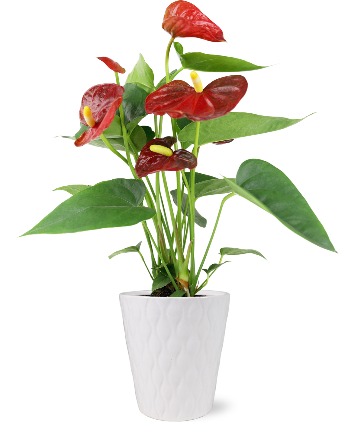 anthurium bllom year round Shop For Red Anthurium Flamingo Flower in White Pot – Just Add Ice®