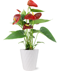 premium anthurium Shop For Red Anthurium Flamingo Flower in White Pot – Just Add Ice®