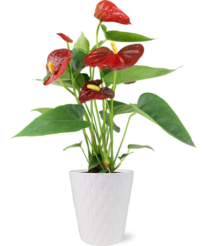 Premium Red Anthurium Flamingo Flower in White Pot