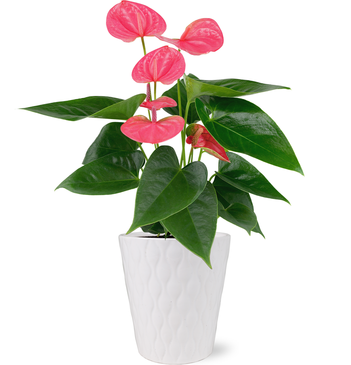 anthurium growing conditions in heat Premium Pink Anthurium Flamingo Flower in White Pot