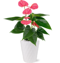 Premium Pink Anthurium Flamingo Flower in White Pot