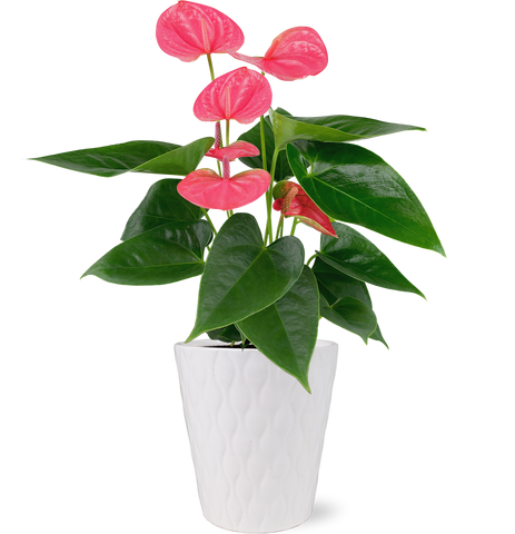 Premium Pink Anthurium Flamingo Flower in White Pot