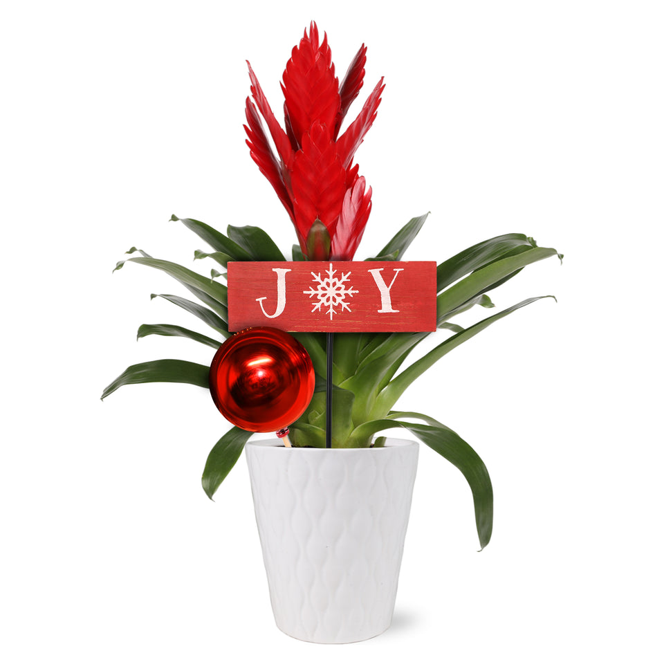 Classic Christmas Collection Red Bromeliad in White Gloss Ceramic With Red Ornament Pick and Wooden Joy Keepsake Sign