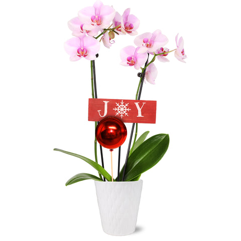 Classic Christmas Collection Pink Orchid in White Gloss Ceramic With Red Ornament Pick and Wooden Joy Keepsake Sign