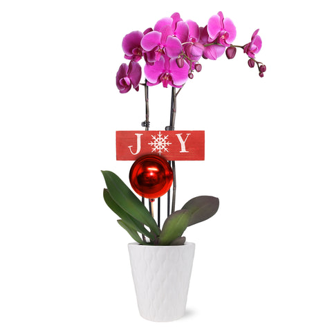 Classic Christmas Collection Purple Orchid in White Gloss Ceramic With Red Ornament Pick and Wooden Joy Keepsake Sign