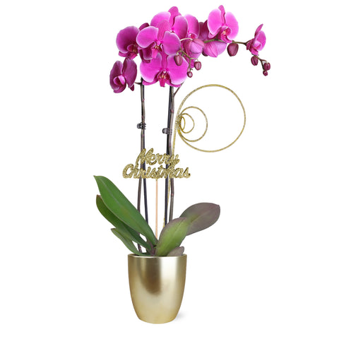 Gold Christmas Collection Purple Orchid in Matte Gold Ceramic With Glitter Twirl and Keepsake Merry Christmas Pick