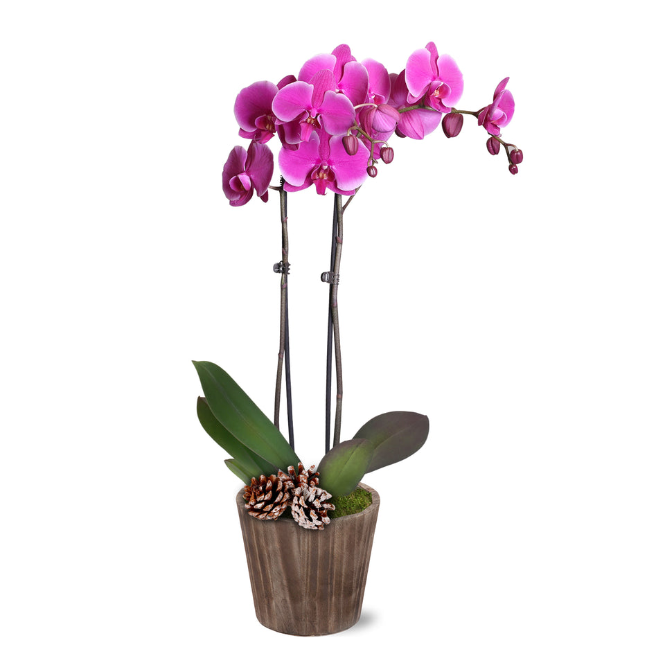 Rustic Christmas Collection Purple Orchid in Brown Rustic Wood With Three Snow-covered Pinecones Pick