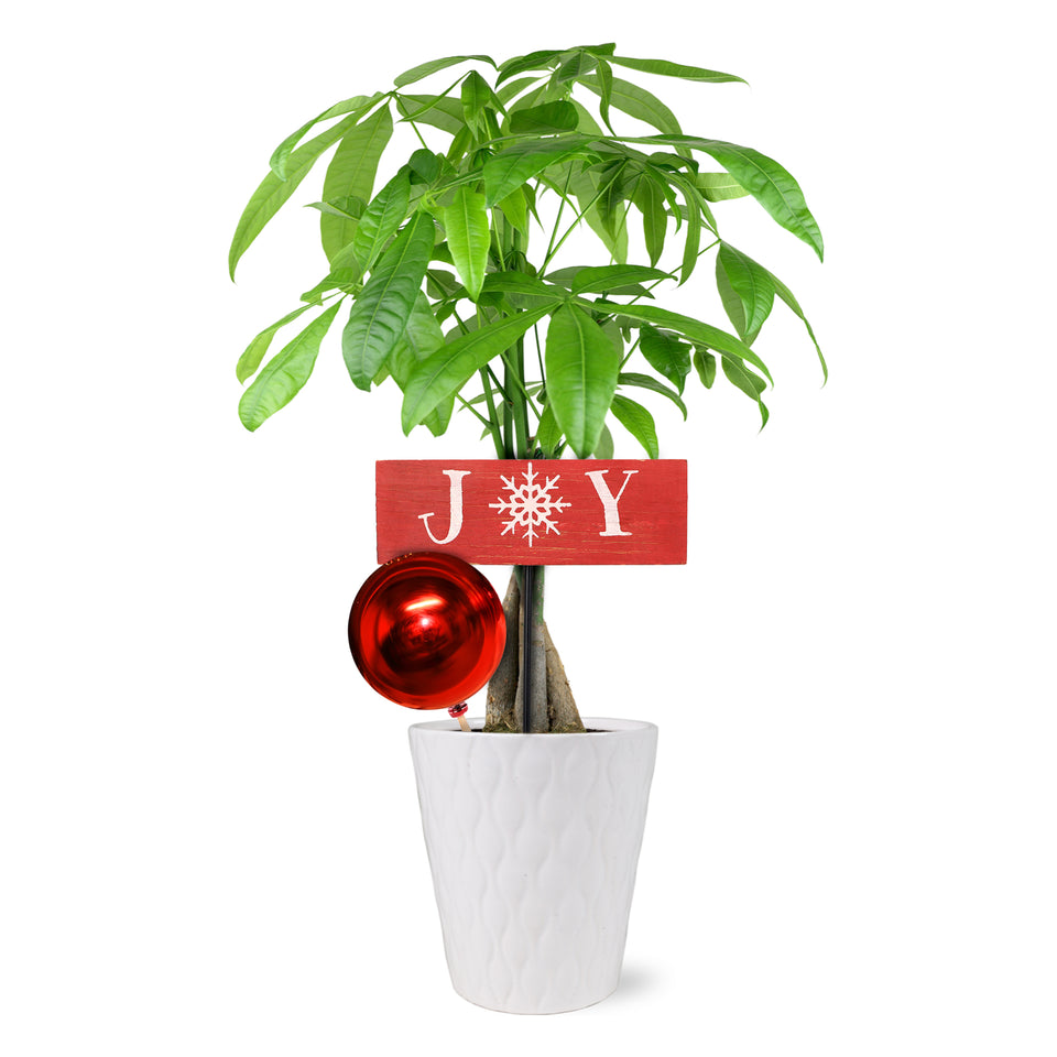 Classic Christmas Collection Money Tree in White Gloss Ceramic With Red Ornament Pick and Wooden Joy Keepsake Sign