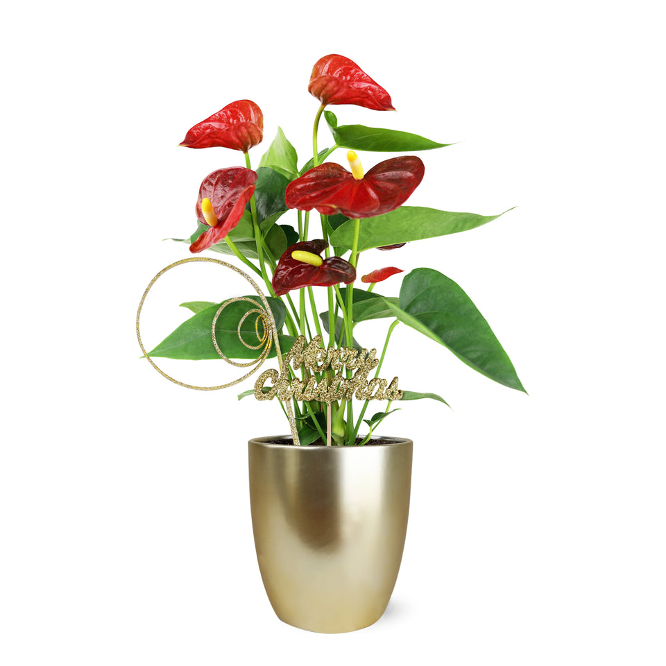 anthurium christmas Gold Christmas Collection Red Anthurium in Matte Gold Ceramic With Glitter Twirl and Keepsake Merry Christmas Pick
