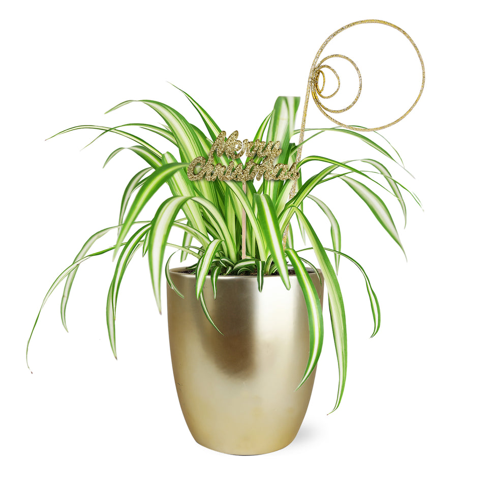 Gold Christmas Collection Spider Plant in Matte Gold Ceramic with Glitter Twirl and Keepsake Merry Christmas Pick