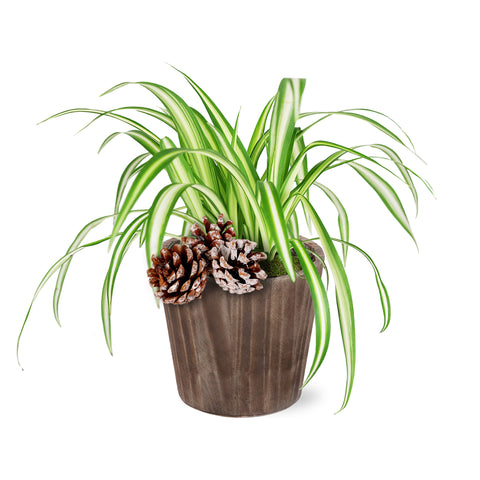 Rustic Christmas Collection Spider Plant in Brown Rustic Wood With Three Snow -covered Pinecones Pick