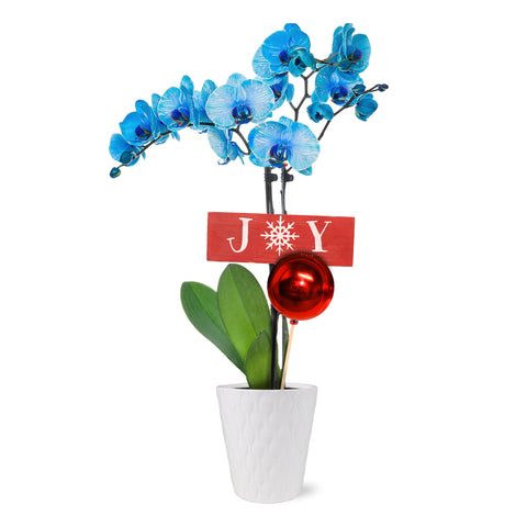 Classic Christmas Collection Blue Watercolor Orchid in White Gloss Ceramic With Red Ornament Pick and Wooden Joy Keepsake Sign