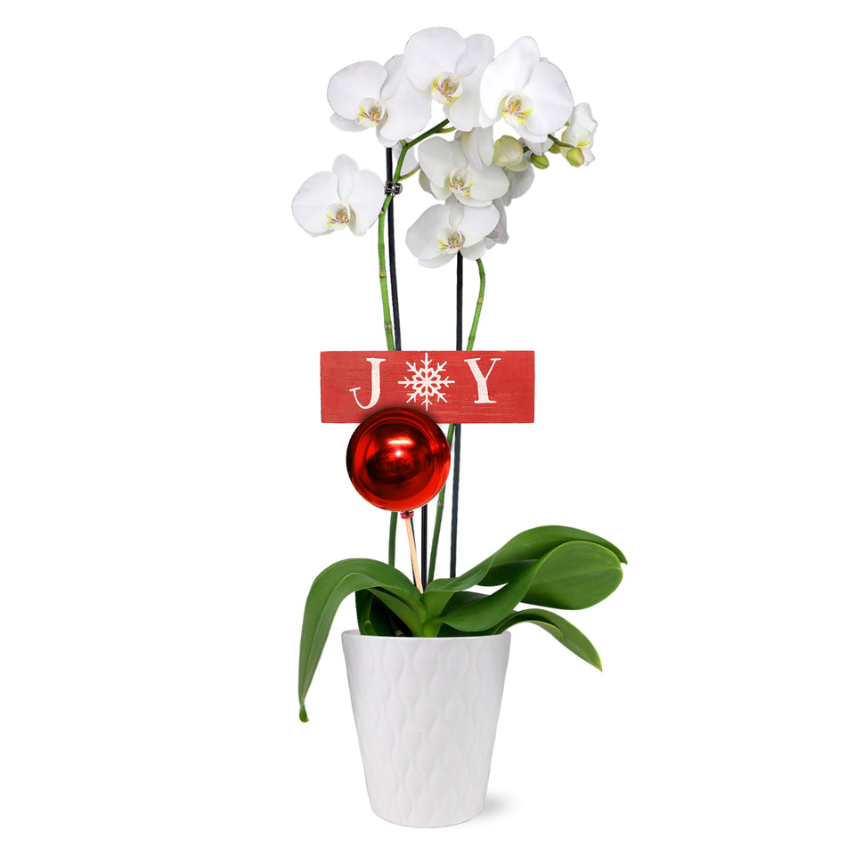 Classic Christmas Collection White Orchid in White Gloss Ceramic With Red Ornament Pick and Wooden Joy Keepsake Sign