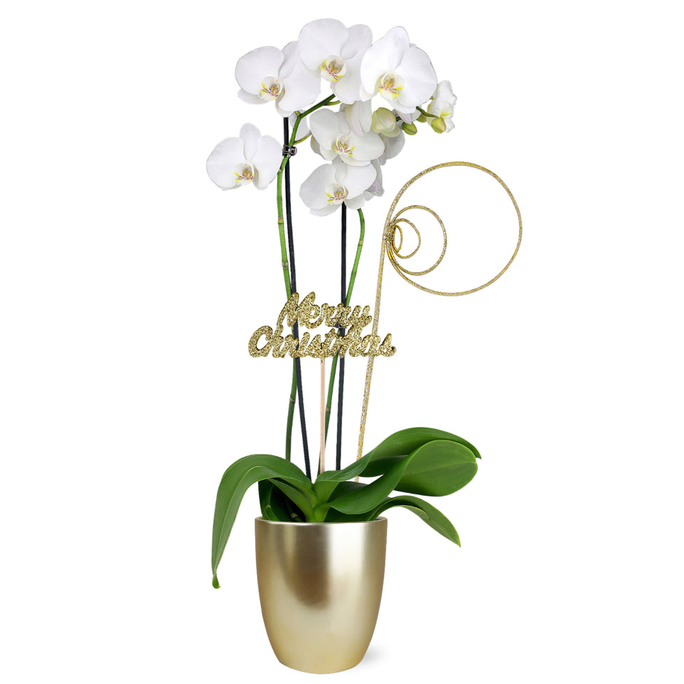 Gold Christmas Collection White Orchid in Matte Gold Ceramic With Glitter Twirl and Keepsake Merry Christmas Pick