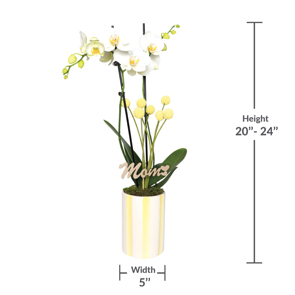 Sunny Yellow Old Hollywood Style Premium Orchid with Mom Pick