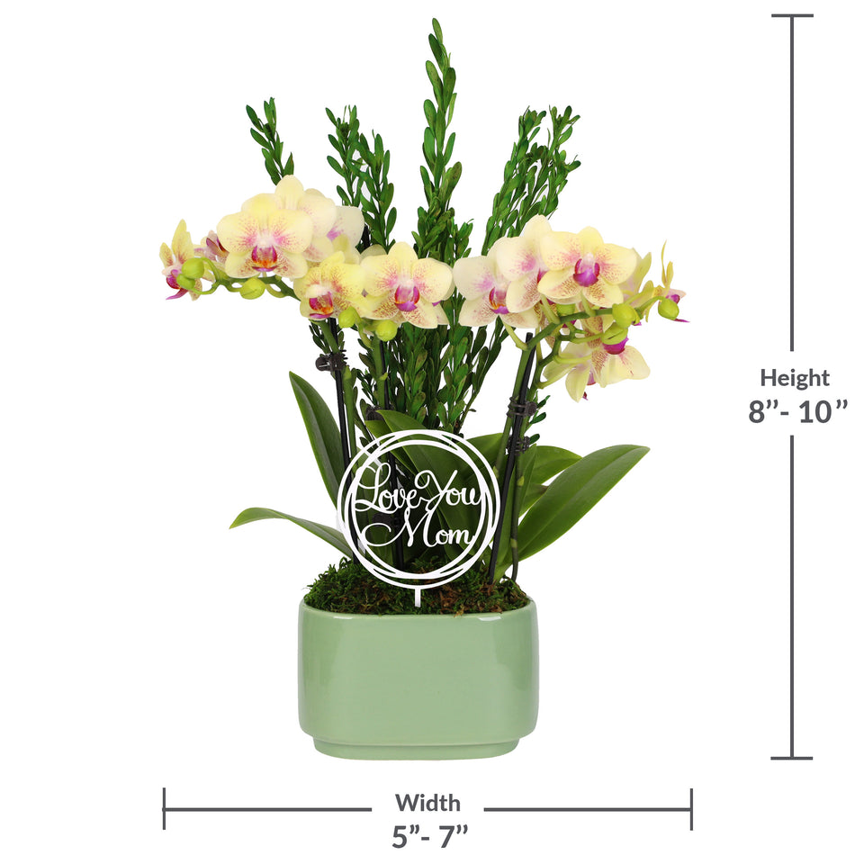 Elevated Mini Yellow Orchid Planter with Love You Mom Pick