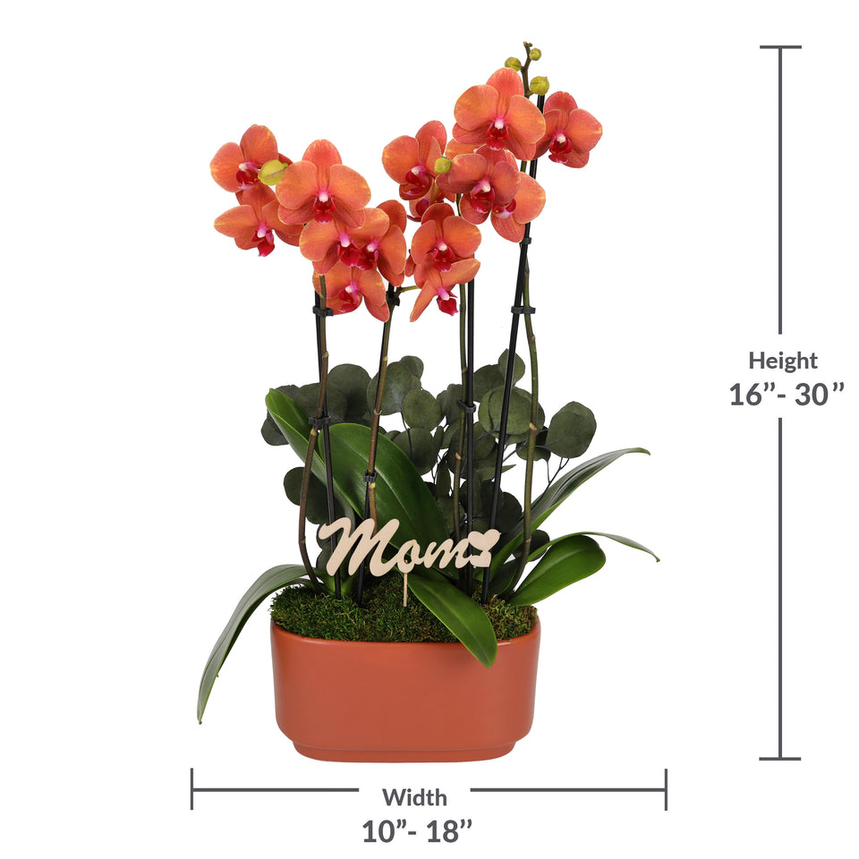LUXE Premium Salmon Orchid in Burnt Orange Ceramic with Mom Pick