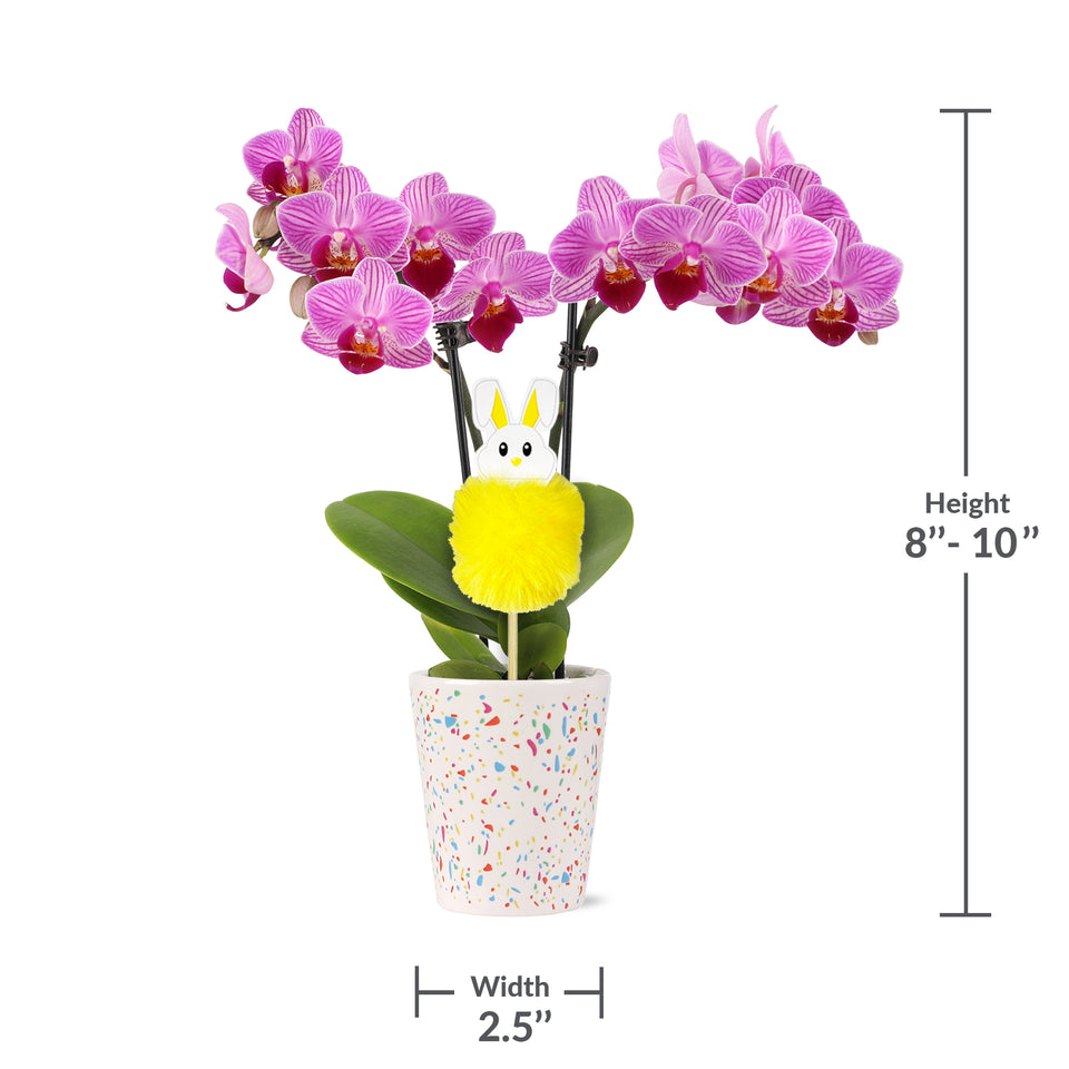 Mini Pink Orchid with Fluffy Bunny Pick