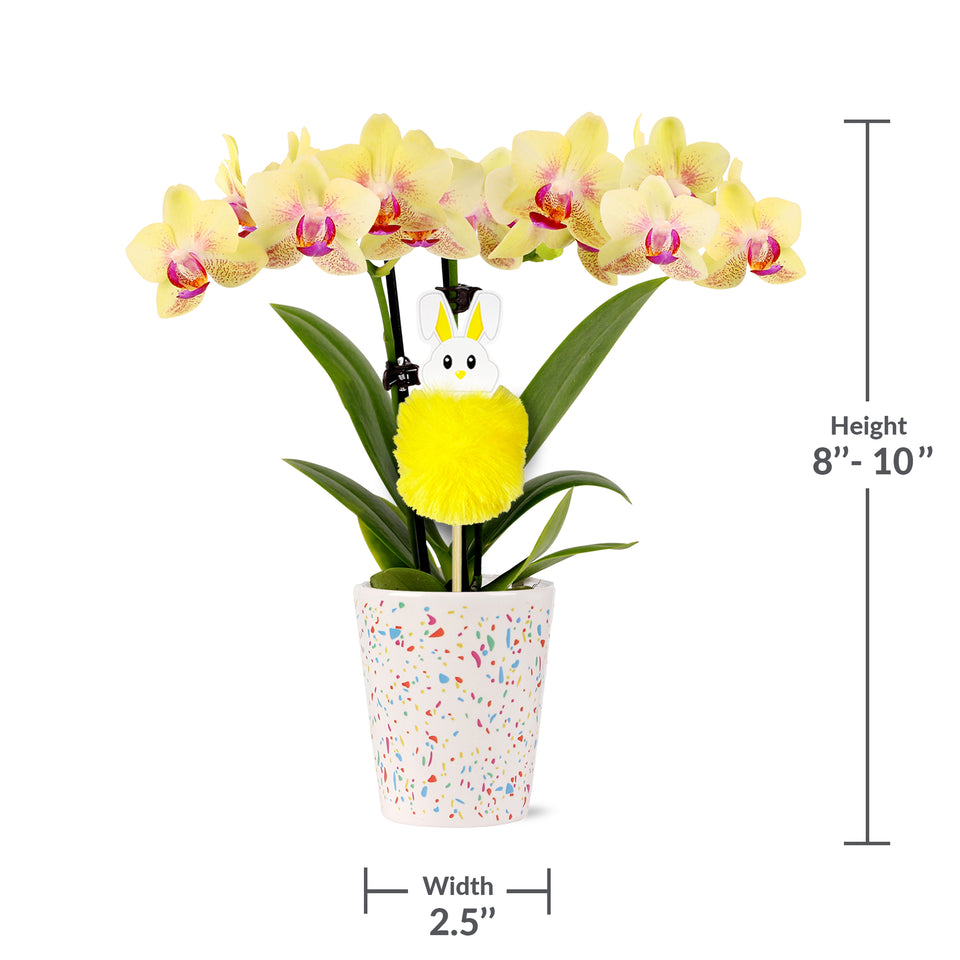 Mini Yellow Orchid with Fluffy Bunny Pick