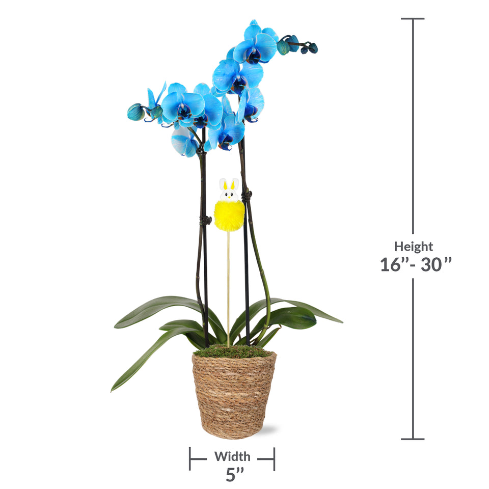 Easter Décor Party Pack Premium Orchids with Fluffy Bunny Picks (6 PACK)