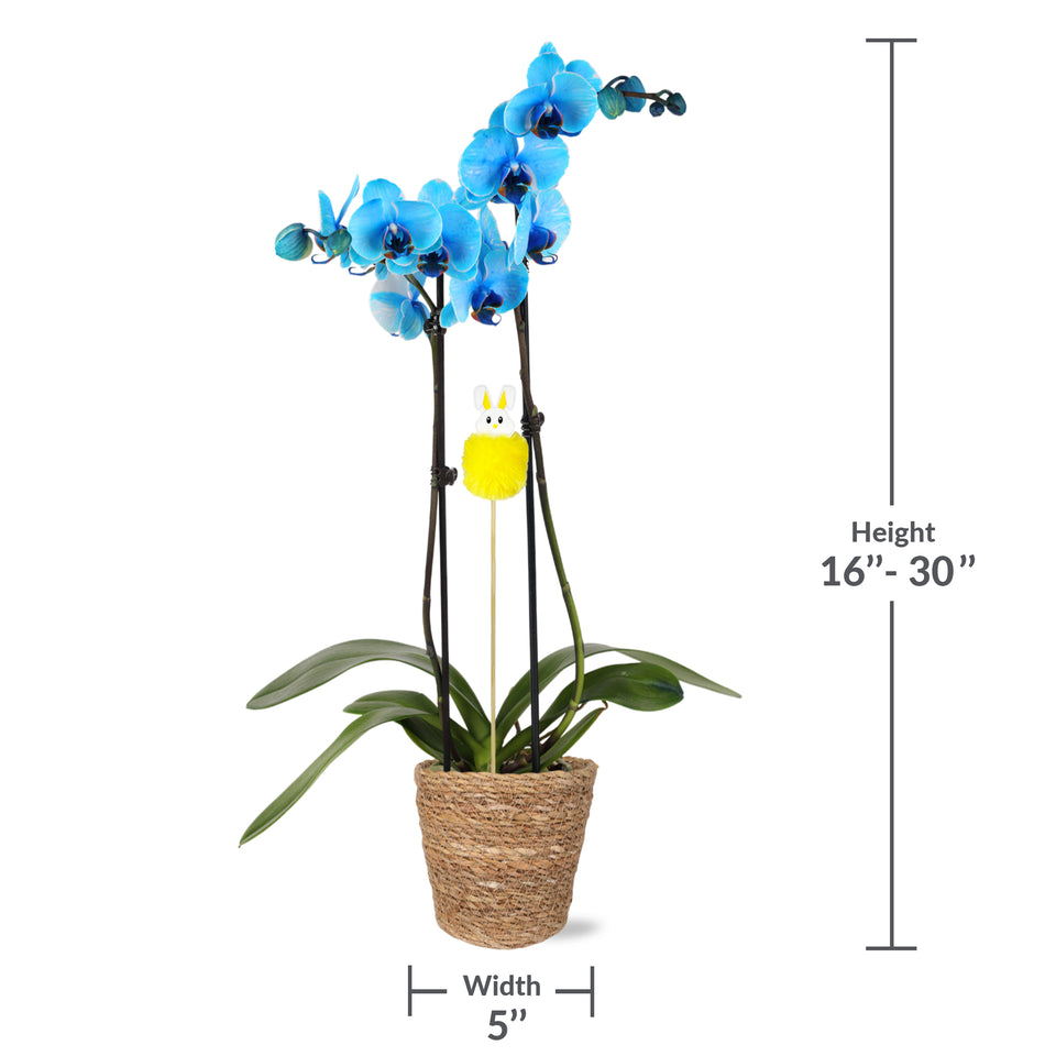 Premium Blue Watercolor Orchid with Fluffy Bunny Pick