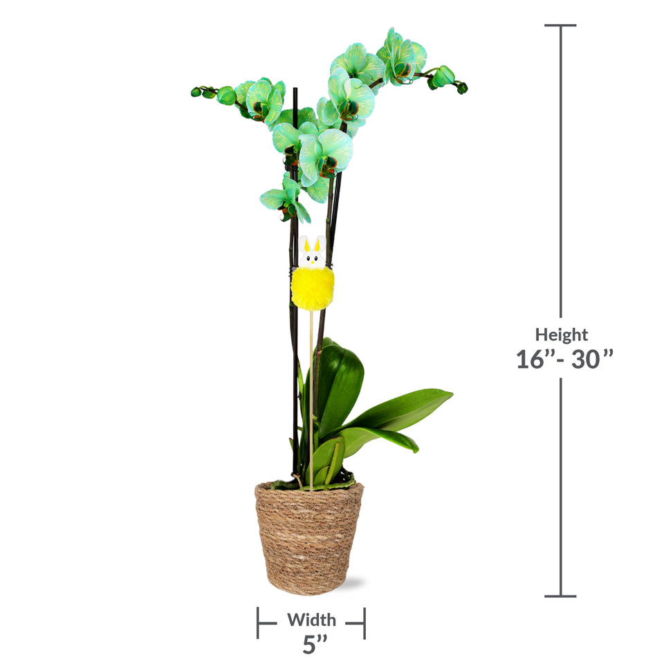 Premium Green Watercolor Orchid with Fluffy Bunny Pick