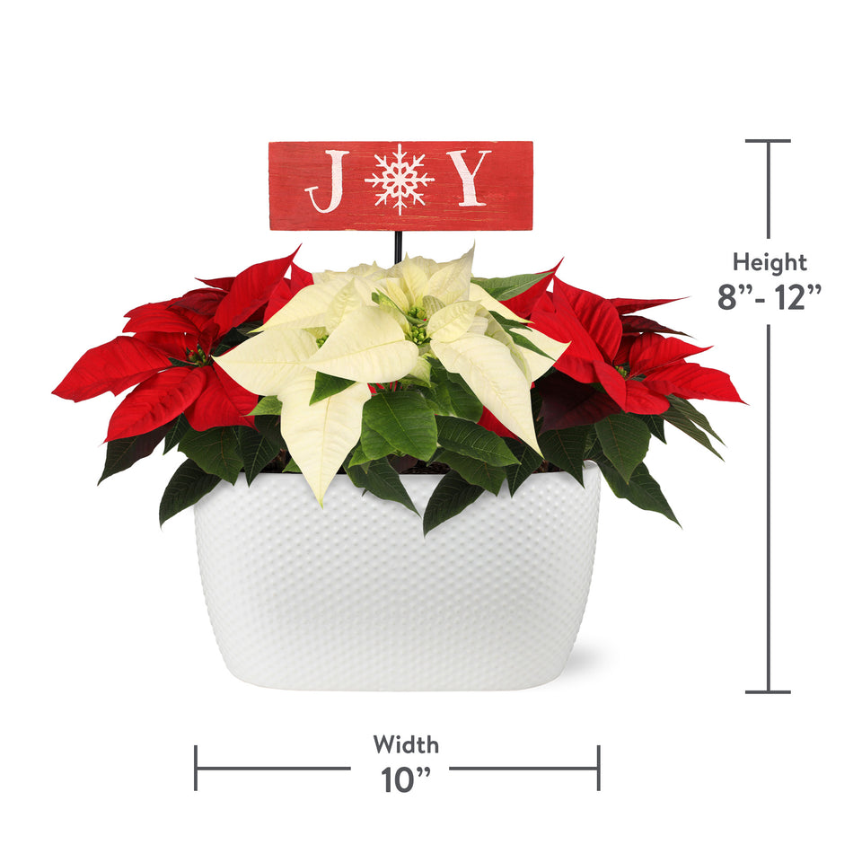 Classic Christmas Collection BiColor Red and White Poinsettia Planter With Wooden Joy Keepsake Sign