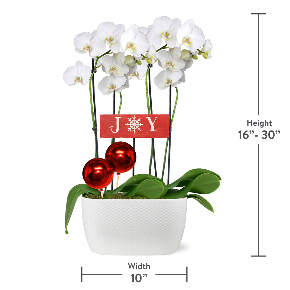 Classic Christmas Collection White Orchid Planter With Red Ornament Picks and Wooden Joy Keepsake Sign