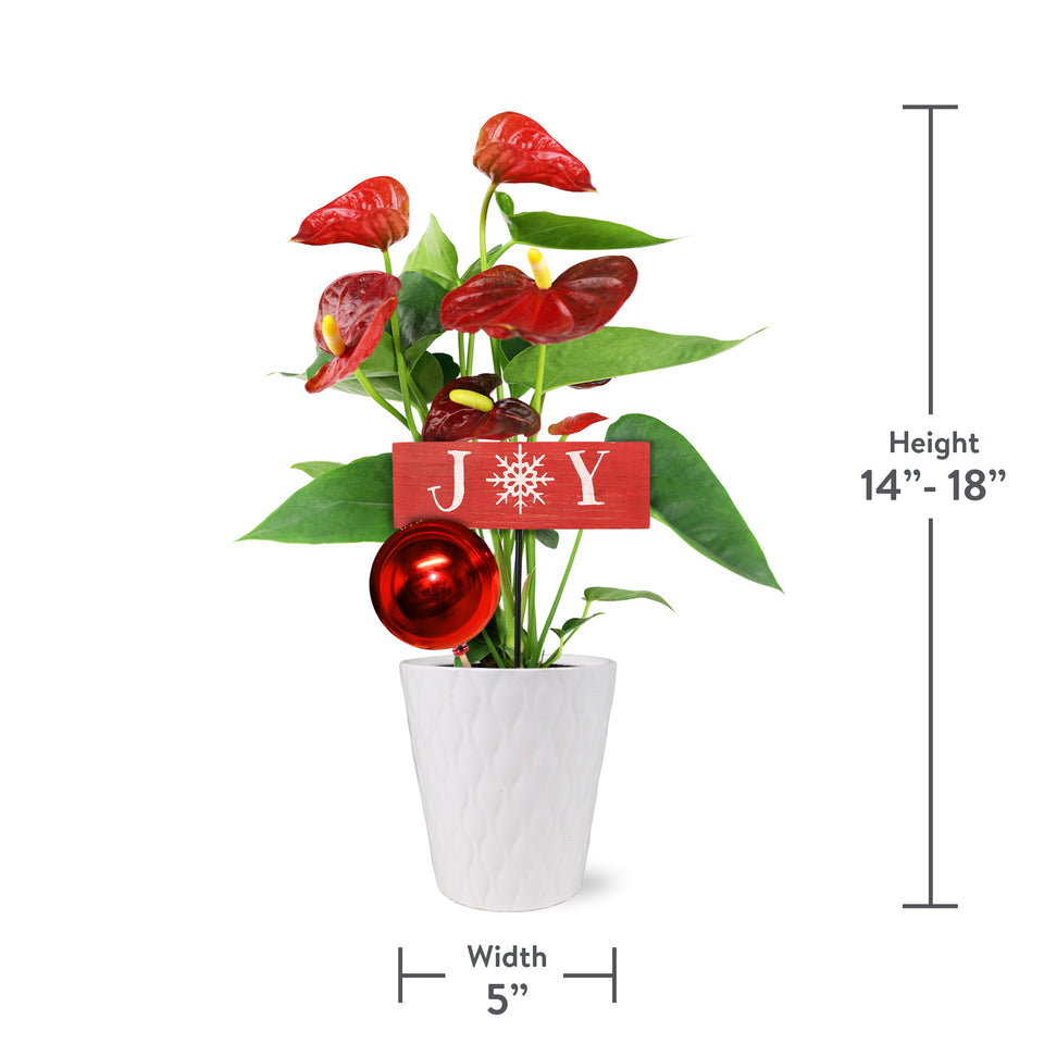 Classic Christmas Collection Red Anthurium in White Gloss Ceramic With Red Ornament Pick and Wooden Joy Keepsake Sign