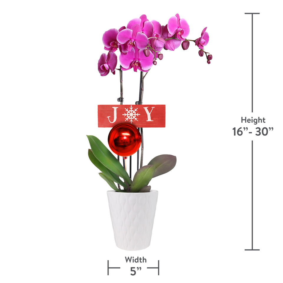 Classic Christmas Collection Purple Orchid in White Gloss Ceramic With Red Ornament Pick and Wooden Joy Keepsake Sign