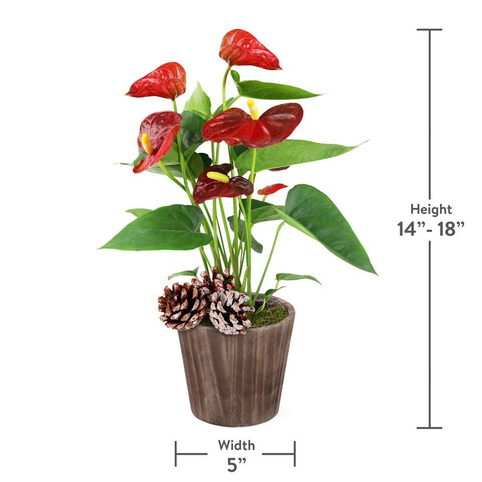 Rustic Christmas Collection Red Anthurium in Brown Rustic Wood With Three Snow-covered Pinecones Pick