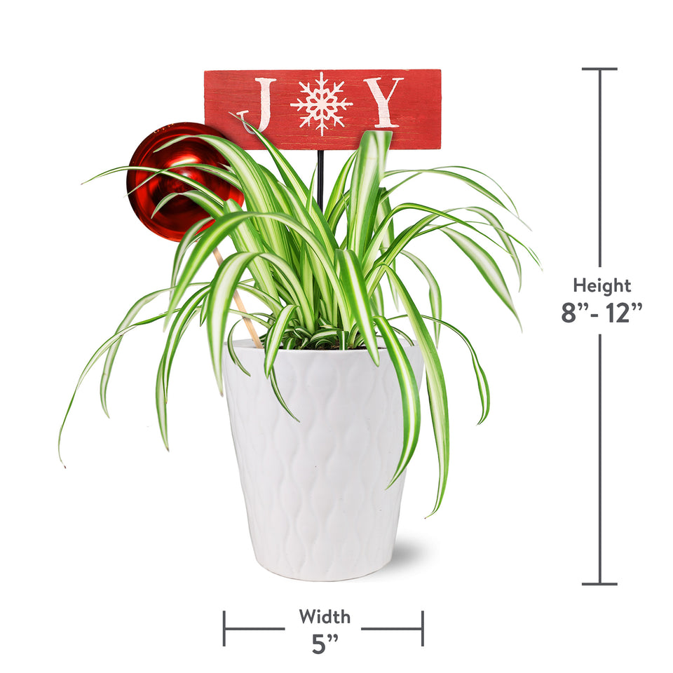 Classic Christmas Collection Spider Plant in White Gloss Ceramic With Red Ornament Pick and Wooden Joy Keepsake Sign