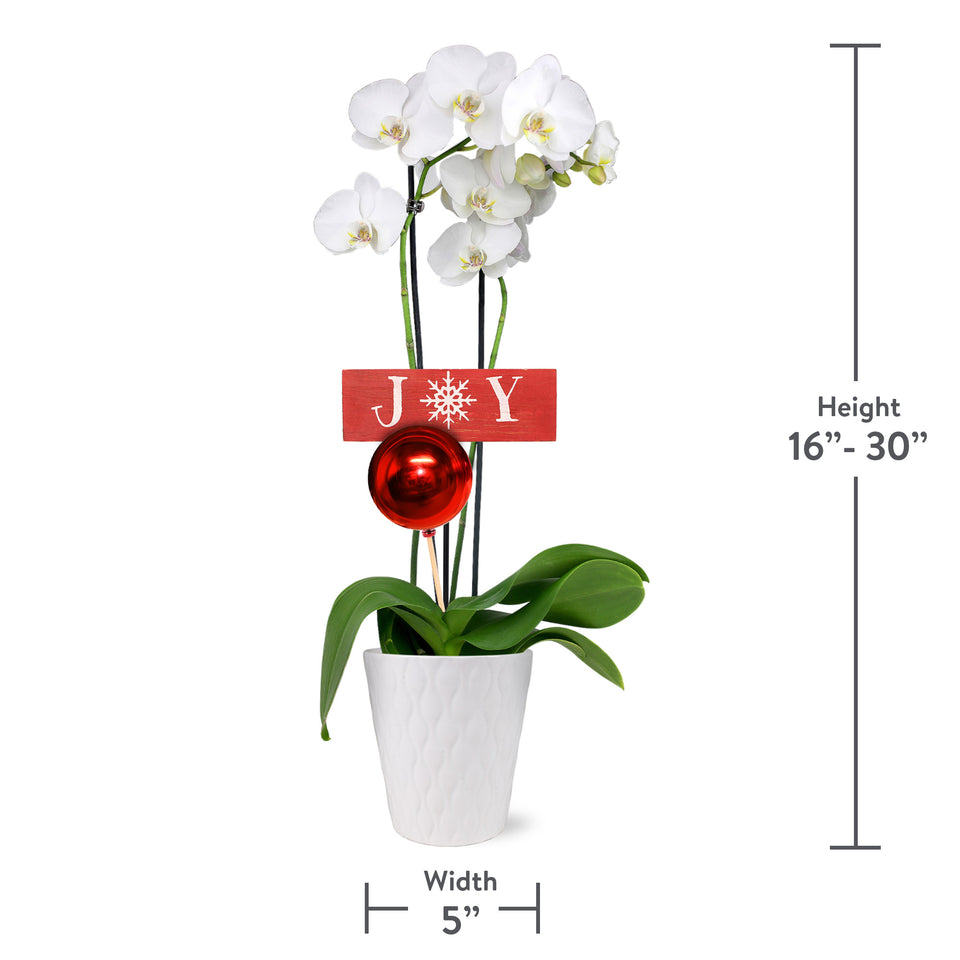 Classic Christmas Collection White Orchid in White Gloss Ceramic With Red Ornament Pick and Wooden Joy Keepsake Sign