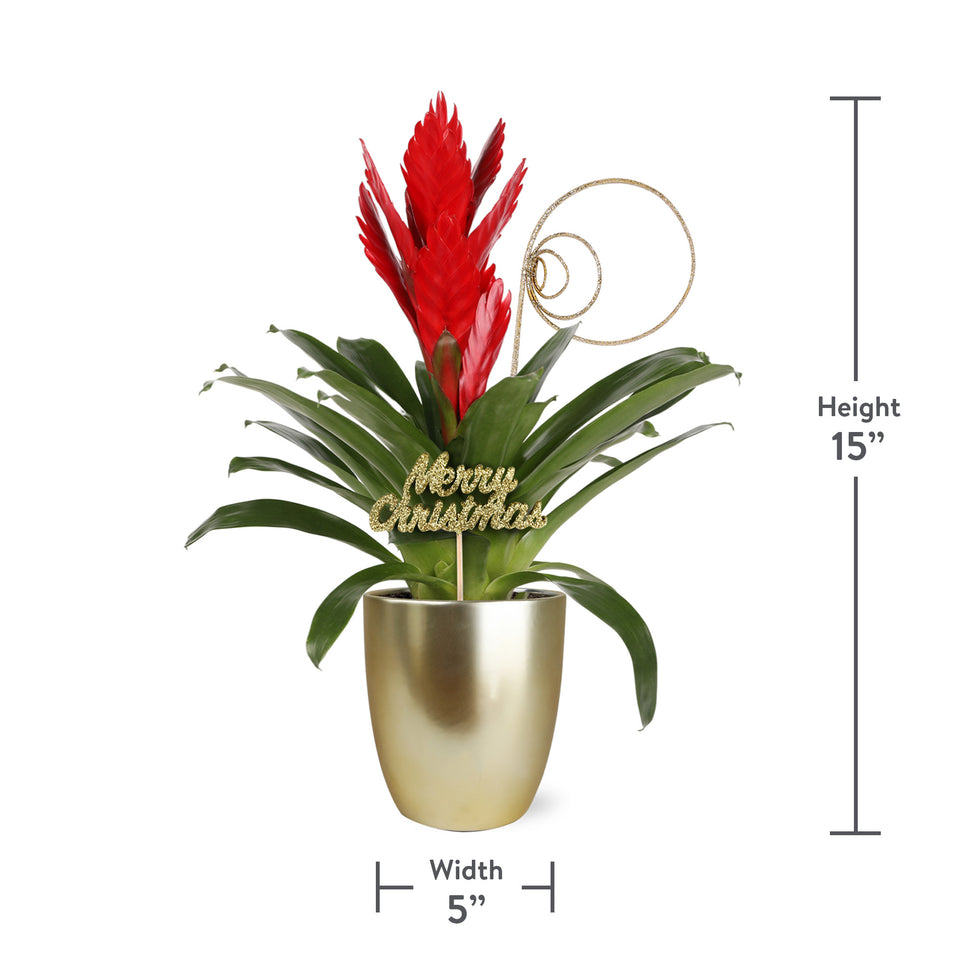 Gold Christmas Collection Red Bromeliad in Matte Gold Ceramic With Glitter Twirl and Keepsake Merry Christmas Pick