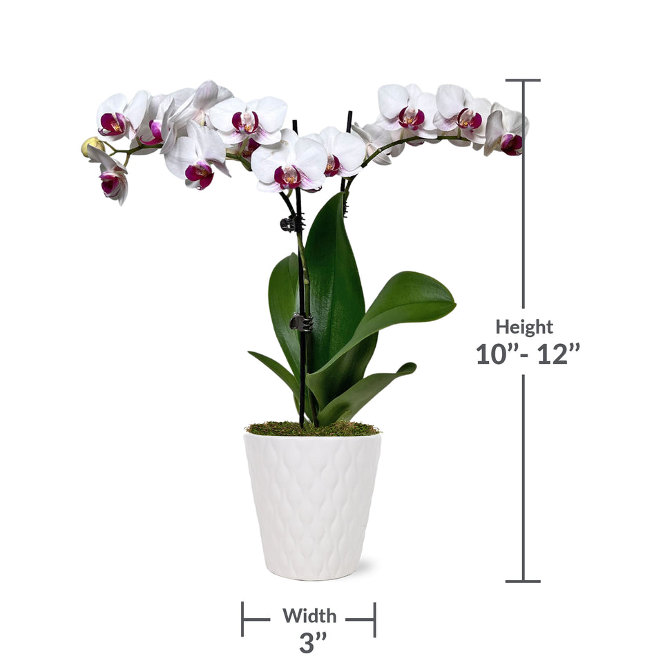 Petite White w/ Purple Orchid in White Pot