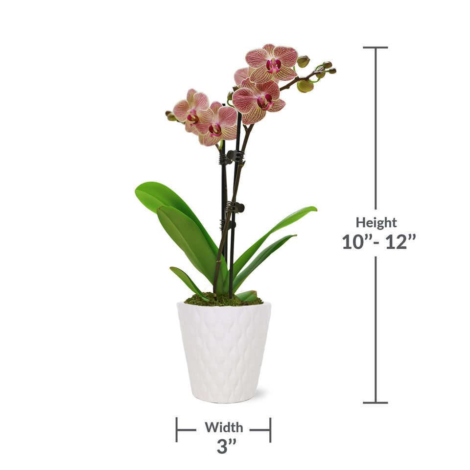 Petite Salmon Orchid in White Ceramic Pot